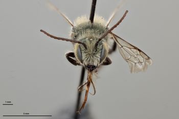 Media type: image;   Entomology 795028 Aspect: head frontal view